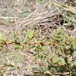 Vachellia hockii Leaf