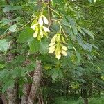 Acer pseudoplatanusFlower