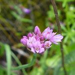 Allium serra Květ