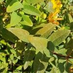 Hypericum patulum Leaf