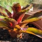 Neoregelia farinosa Fuelha