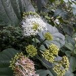 Clerodendrum bungei Blomst