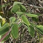 Desmodium canadense Blatt