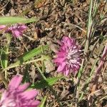 Palafoxia hookeriana Flor