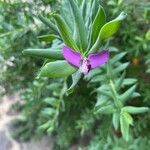 Polygala myrtifoliaVirág