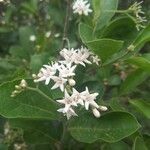 Ehretia amoena Flower