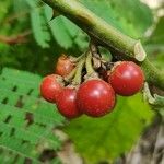 Solanum stramoniifolium Hedelmä