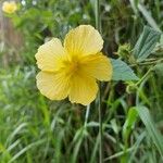 Pavonia spinifex Çiçek