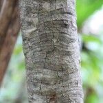 Pandanus purpurascens Corteza