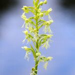 Platanthera lacera Flower