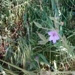 Erodium botrys 花