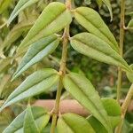 Hoya lanceolata Hoja