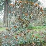 Rhododendron arizelum Habit