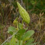 Asclepias viridis Hedelmä