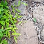 Acroceras elegans Hostoa