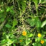 Panicum trichanthum Flor