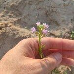 Cakile maritimaFlower