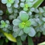 Peperomia verticillata Feuille