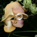 Cochliasanthus caracalla Blomma