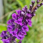 Linaria purpurea Květ