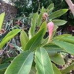 Alpinia purpurataFlower