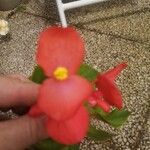 Begonia spp. Blüte