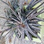 Agave maculata Blatt