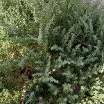 Salsola longifolia Hábito