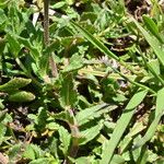 Veronica orsiniana Blad