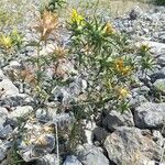 Carlina corymbosa Hábitos