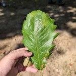 Quercus michauxii Leaf