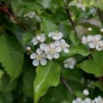 Photinia villosa Fleur