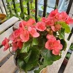 Begonia tuberhybrida Цветок