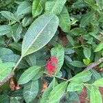 Ixora chinensisFlower