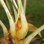 Schefflera morototoni Froito