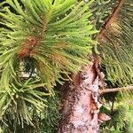 Araucaria cunninghamii Folha