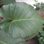 Philodendron giganteum Leaf