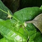 Omphalodes verna Fruit