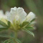 Chamaecytisus albus Flor