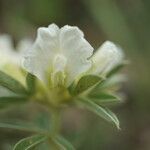 Chamaecytisus albus