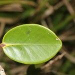 Eugenia kanakana Leaf