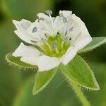 Sabulina verna Flower