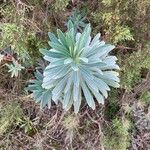 Euphorbia atropurpurea Levél