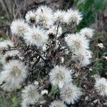 Petasites paradoxus Fruto