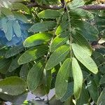 Calliandra surinamensis Foglia