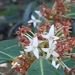 Osmanthus decorus Blüte
