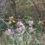 Cirsium eriophorumÇiçek