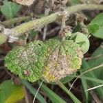 Alcea pallida Leaf