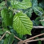 Corylus cornuta Leaf