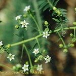 Thesium linophyllon Žiedas